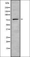 cAMP-specific 3 ,5 -cyclic phosphodiesterase 4B antibody, orb378367, Biorbyt, Western Blot image 