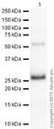 Synaptosomal-associated protein 23 antibody, ab3340, Abcam, Western Blot image 