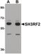 Putative E3 ubiquitin-protein ligase SH3RF2 antibody, PA5-21013, Invitrogen Antibodies, Western Blot image 