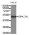 G-Patch Domain And KOW Motifs antibody, LS-C333487, Lifespan Biosciences, Western Blot image 