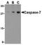Caspase 7 antibody, SP2148P, Origene, Western Blot image 