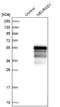 Neuronal Differentiation 1 antibody, NBP1-88661, Novus Biologicals, Western Blot image 