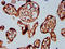 BarH Like Homeobox 2 antibody, LS-C680206, Lifespan Biosciences, Immunohistochemistry paraffin image 