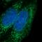 AMPK antibody, FNab00375, FineTest, Immunofluorescence image 