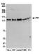 PHD finger protein 12 antibody, A301-647A, Bethyl Labs, Western Blot image 