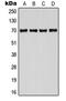 Cell Division Cycle 25A antibody, MBS821521, MyBioSource, Western Blot image 