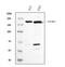 Glutamyl-Prolyl-TRNA Synthetase antibody, M02967-1, Boster Biological Technology, Western Blot image 