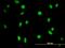 N-Methylpurine DNA Glycosylase antibody, MA5-19353, Invitrogen Antibodies, Immunofluorescence image 