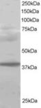PCGF2 antibody, MBS420701, MyBioSource, Western Blot image 