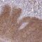 Ribosomal Protein S3 antibody, PA5-64109, Invitrogen Antibodies, Immunohistochemistry frozen image 