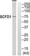 Sec1 Family Domain Containing 1 antibody, TA315232, Origene, Western Blot image 