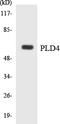 Phospholipase D Family Member 4 antibody, LS-C200497, Lifespan Biosciences, Western Blot image 