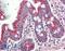 SYNCAM antibody, 43-334, ProSci, Western Blot image 
