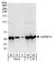 Heterogeneous nuclear ribonucleoprotein H antibody, A300-511A, Bethyl Labs, Western Blot image 