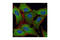 Protein lin-28 homolog A antibody, 3695S, Cell Signaling Technology, Immunofluorescence image 