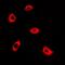 DNA Polymerase Beta antibody, orb78423, Biorbyt, Immunofluorescence image 
