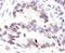 NCOA6 antibody, NB200-336, Novus Biologicals, Immunohistochemistry frozen image 