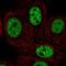 Histone-lysine N-methyltransferase EHMT2 antibody, NBP2-55881, Novus Biologicals, Immunofluorescence image 