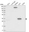 Ras Association Domain Family Member 6 antibody, HPA037712, Atlas Antibodies, Western Blot image 