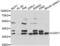 U2 Small Nuclear RNA Auxiliary Factor 1 antibody, abx000973, Abbexa, Western Blot image 