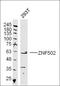 Zinc Finger Protein 502 antibody, orb313475, Biorbyt, Western Blot image 