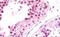 NIMA Related Kinase 7 antibody, MBS248983, MyBioSource, Immunohistochemistry paraffin image 