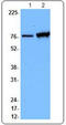 Heat shock 70 kDa protein 4 antibody, TA327943, Origene, Western Blot image 