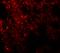 Neuropilin And Tolloid Like 1 antibody, PA5-72701, Invitrogen Antibodies, Immunofluorescence image 