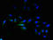 Adhesion G Protein-Coupled Receptor L4 antibody, orb353835, Biorbyt, Immunocytochemistry image 