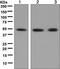 DNA repair protein RAD52 homolog antibody, ab124971, Abcam, Western Blot image 