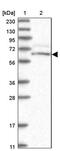 CWF19 Like Cell Cycle Control Factor 1 antibody, PA5-57860, Invitrogen Antibodies, Western Blot image 