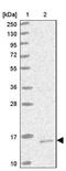 Mitochondrial Ribosomal Protein S18C antibody, NBP2-14807, Novus Biologicals, Western Blot image 