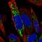 Armadillo Repeat Containing X-Linked 2 antibody, HPA005761, Atlas Antibodies, Immunofluorescence image 