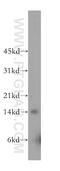 Galectin 2 antibody, 12849-2-AP, Proteintech Group, Western Blot image 