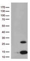PPY antibody, LS-C793186, Lifespan Biosciences, Western Blot image 