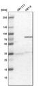 RNA Binding Motif Protein 47 antibody, PA5-52282, Invitrogen Antibodies, Western Blot image 
