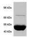 Heat shock protein 75 kDa, mitochondrial antibody, GTX16195, GeneTex, Immunoprecipitation image 