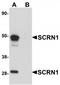 Secernin 1 antibody, TA319789, Origene, Western Blot image 