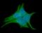 LITAF antibody, NBP1-30250, Novus Biologicals, Immunofluorescence image 