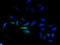 Adhesion G Protein-Coupled Receptor L4 antibody, A58026-100, Epigentek, Immunofluorescence image 
