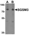 Small G protein signaling modulator 3 antibody, PA5-34451, Invitrogen Antibodies, Western Blot image 