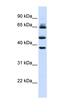 DNA mismatch repair protein Mlh3 antibody, orb330237, Biorbyt, Western Blot image 