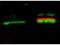 Protein kinase B antibody, TA319558, Origene, Western Blot image 
