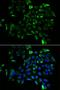 Eukaryotic Translation Elongation Factor 1 Beta 2 antibody, LS-C335690, Lifespan Biosciences, Immunofluorescence image 