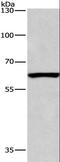 Armadillo Repeat Containing X-Linked 2 antibody, LS-C401429, Lifespan Biosciences, Western Blot image 