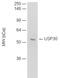 Ubiquitin Specific Peptidase 30 antibody, A06403, Boster Biological Technology, Western Blot image 