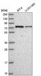 G Protein Nucleolar 1 (Putative) antibody, HPA050455, Atlas Antibodies, Western Blot image 
