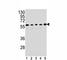 Paired Box 1 antibody, F40663-0.4ML, NSJ Bioreagents, Flow Cytometry image 