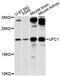 Ubiquitin-Fold Modifier Conjugating Enzyme 1 antibody, LS-C748255, Lifespan Biosciences, Western Blot image 