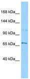SEC31 Homolog B, COPII Coat Complex Component antibody, TA331356, Origene, Western Blot image 